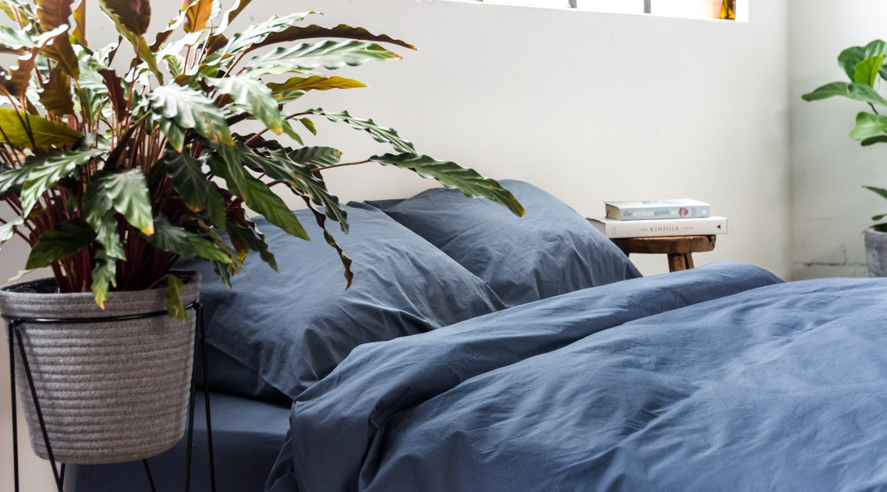 Best plants for better sleep