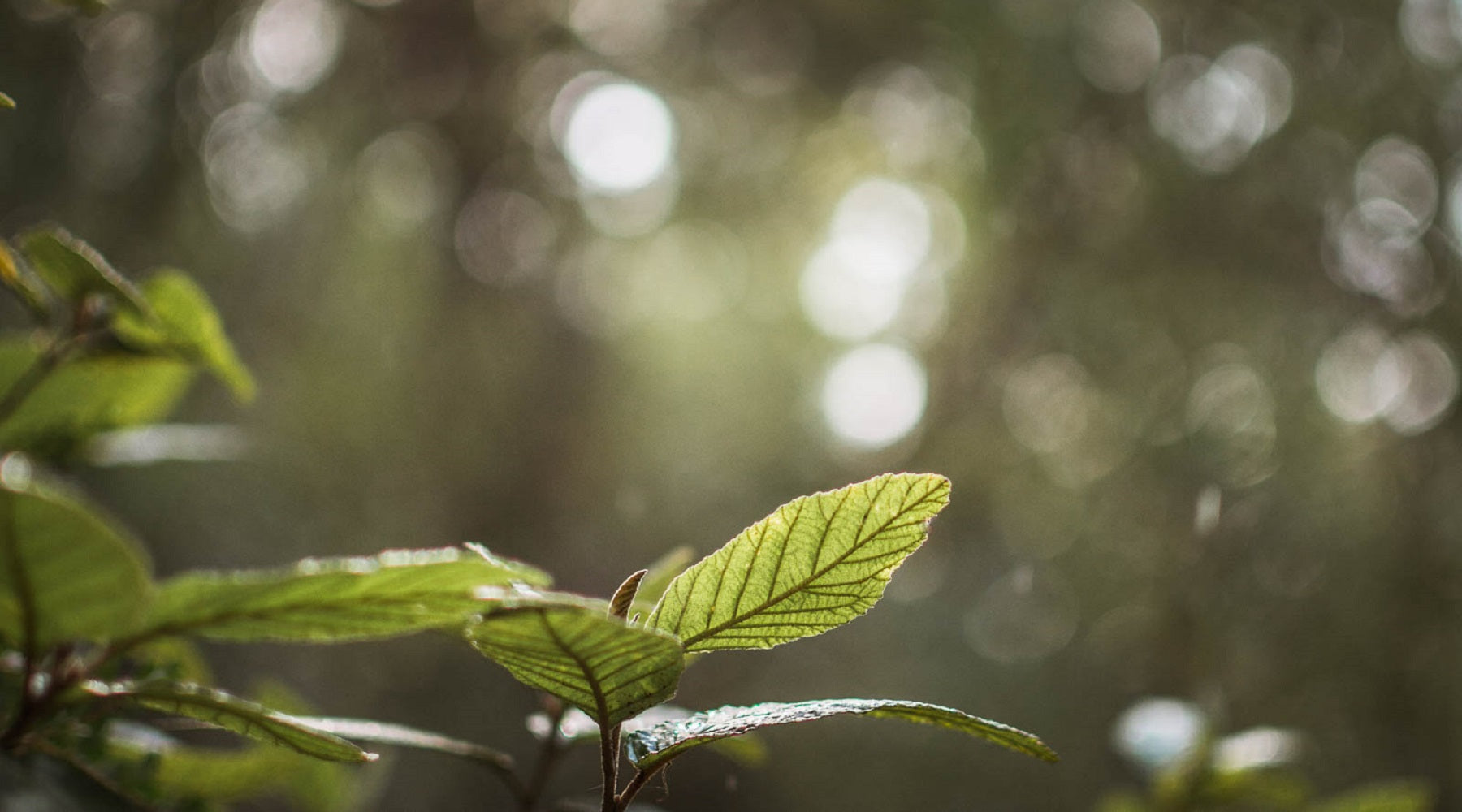 Grow a forest while you sleep